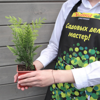 Кипарисовик Лавсона Стардаст Кипарисовик Лавсона Стардаст фото