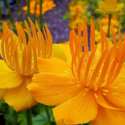 Купальница Китайская , C2 Купальница Китайская , C2 фото