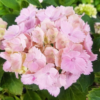 Гортензия крупнолистная Пинк Сенсейшн, С2 Гортензия крупнолистная Пинк Сенсейшн, С2 - Dolina-Sad.Ru