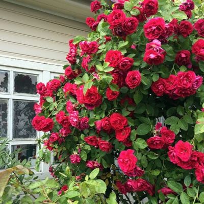 Роза Фламентанц Роза Фламентанц - Dolina-Sad.Ru