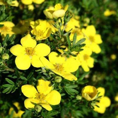 Лапчатка кустарниковая Белла Линдси. С3 Лапчатка кустарниковая Белла Линдси. С3 - Dolina-Sad.Ru