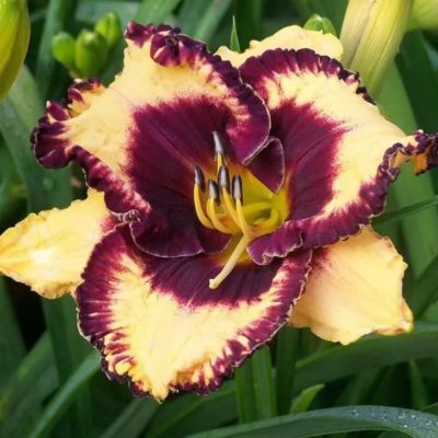 Лилейник Оупен Май Айс - Dolina-Sad.Ru