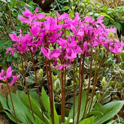 Додекатеон Ред Вингс Додекатеон Ред Вингс - Dolina-Sad.Ru