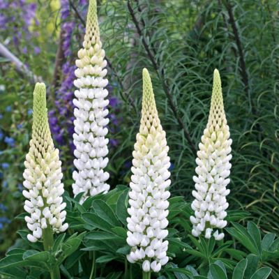 Люпин Уайт Люпин Уайт - Dolina-Sad.Ru