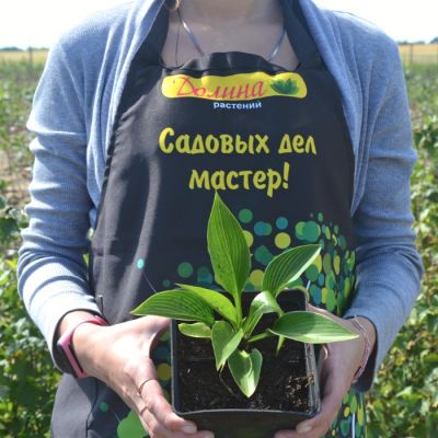 Хоста Девон Грин Хоста Девон Грин - Dolina-Sad.Ru