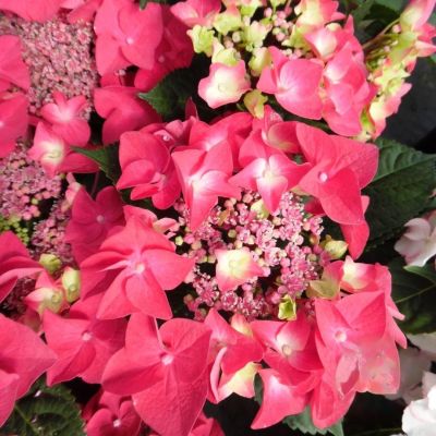 Гортензия крупнолистную Флейм Хот Пинк Гортензия крупнолистную Флейм Хот Пинк - Dolina-Sad.Ru