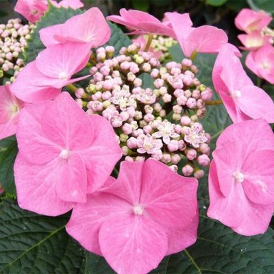 Гортензия крупнолистная Фазан, С2 Гортензия крупнолистная Фазан, С2 - Dolina-Sad.Ru