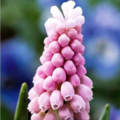 Мускари Пинк Санрайз Мускари Пинк Санрайз фото