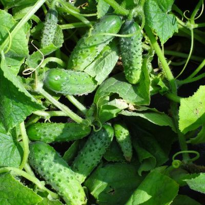 Огурец Малосольный F1 Огурец Малосольный F1 - Dolina-Sad.Ru