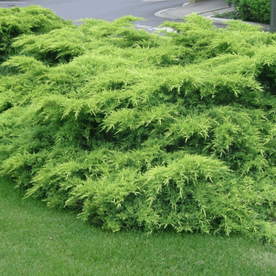 Можжевельник Пфитцера Вильгельм Пфитцер Можжевельник Пфитцера Вильгельм Пфитцер фото