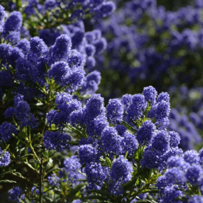 Цеанотус Блю Сапфир Цеанотус Блю Сапфир фото