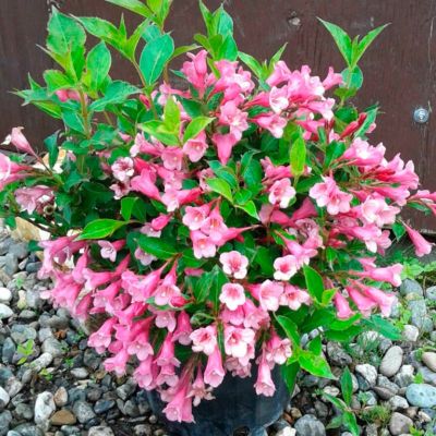 Вейгела цветущая Пинк Принцесс Вейгела цветущая Пинк Принцесс - Dolina-Sad.Ru