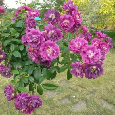 Роза Перпл Эден Роза Перпл Эден - Dolina-Sad.Ru