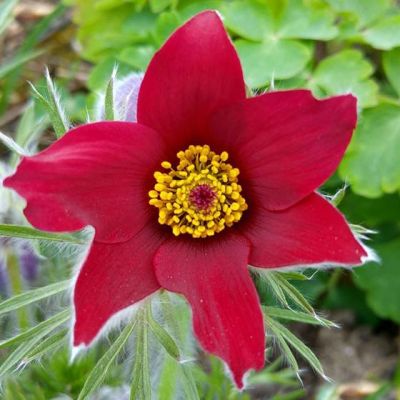 Прострел обыкновенный Пульсар Ред Шейдес , P9 фото