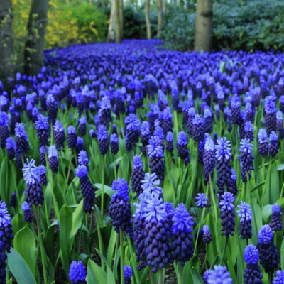 Мускари Неглектум Мускари Неглектум фото