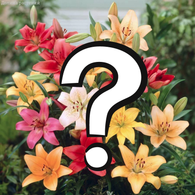 Подарок Лилия Подарок Лилия - Dolina-Sad.Ru