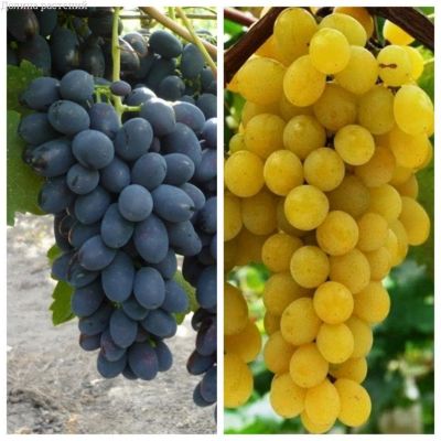 Комплект винограда Комплект винограда фото