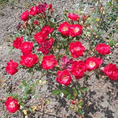 Роза Литл Букаро Роза Литл Букаро - Dolina-Sad.Ru