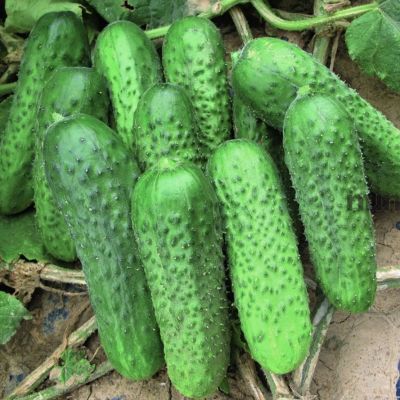Огурец Цезарь F1 автор. Огурец Цезарь F1 автор. - Dolina-Sad.Ru