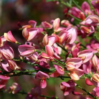 Ракитник Голландия Ракитник Голландия фото