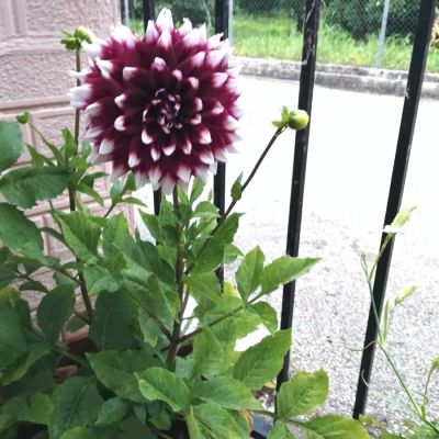 Георгина Мистери Дей Георгина Мистери Дей - Dolina-Sad.Ru