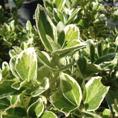 Бересклет японский Альбомаргинатус Бересклет японский Альбомаргинатус - Dolina-Sad.Ru