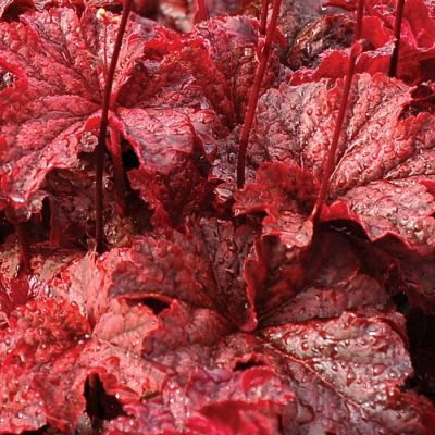 Гейхера Кенжин Фаер - Dolina-Sad.Ru