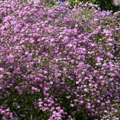 Гипсофила Пинк Гипсофила Пинк фото