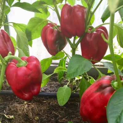 Перец Испанский бык+Оранжевый бык автор. Перец Испанский бык+Оранжевый бык автор. - Dolina-Sad.Ru