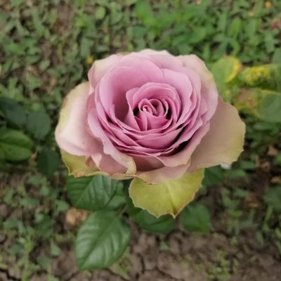 Роза Тиара - Dolina-Sad.Ru