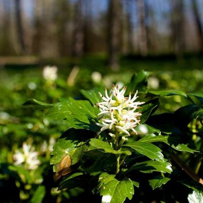 Пахизандра верхушечная Грин Шин - Dolina-Sad.Ru