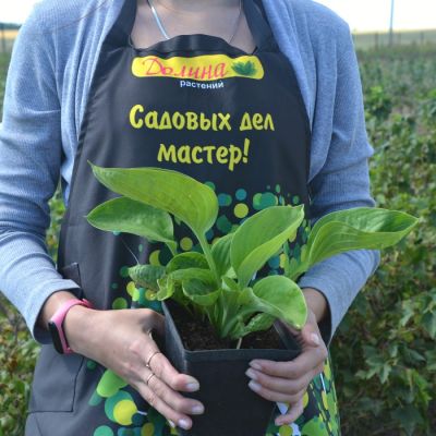 Хоста Джурасик Парк Хоста Джурасик Парк - Dolina-Sad.Ru