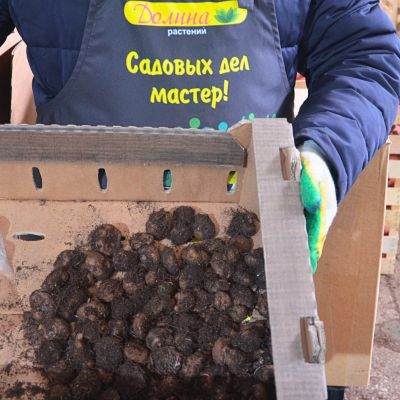 Бегония Пикоти Еллоу/Ред Бегония Пикоти Еллоу/Ред фото