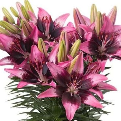 Лилия Тренди Санто Доминго Лилия Тренди Санто Доминго - Dolina-Sad.Ru