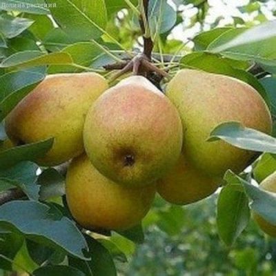 Груша Колоновидная Сапфира/Осенняя Груша Колоновидная Сапфира/Осенняя фото