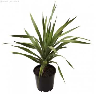 Драцена Драконово Дерево фото