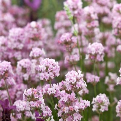 Лаванда узколистная Розеа Лаванда узколистная Розеа фото