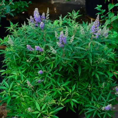 Витекс священный Блю Пафбол Витекс священный Блю Пафбол - Dolina-Sad.Ru