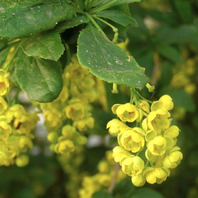 Барбарис обыкновенный Альба Барбарис обыкновенный Альба - Dolina-Sad.Ru