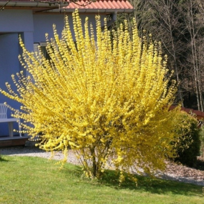 Форзиция средняя Голдрауч Форзиция средняя Голдрауч фото