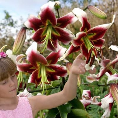 Лилия Лесли Вудриф Лилия Лесли Вудриф фото