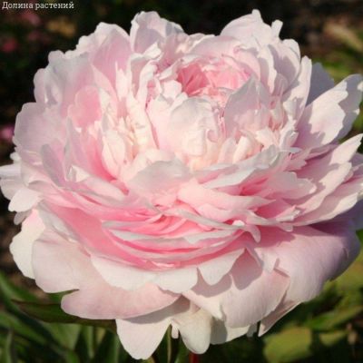 Пион Альберт Круссе - Dolina-Sad.Ru