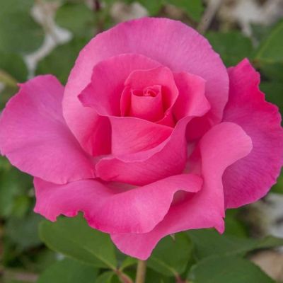 Роза Европа в горшке Роза Европа в горшке - Dolina-Sad.Ru