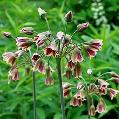 Аллиум Болгарский Аллиум Болгарский - Dolina-Sad.Ru