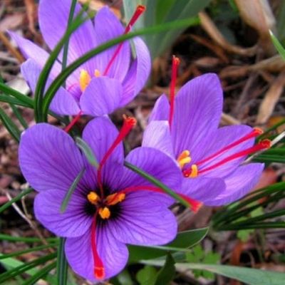 Крокус Сативус Крокус Сативус фото