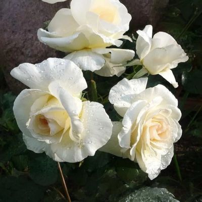 Роза Шневалцер - Dolina-Sad.Ru