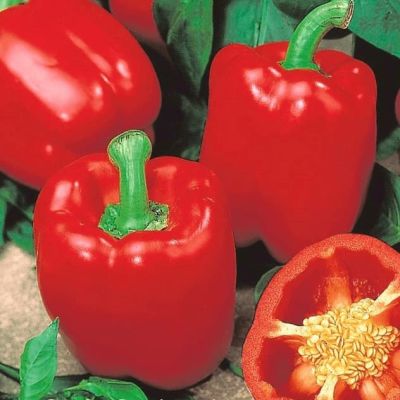 Перец сладкий Здоровяк (А) фото