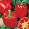Перец сладкий Здоровяк (А) фото