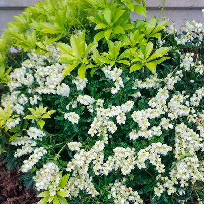 Пиерис японский Дебютант Пиерис японский Дебютант - Dolina-Sad.Ru