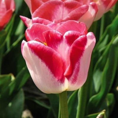 Тюльпан Дримшип Тюльпан Дримшип фото